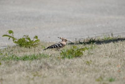 DSC_1573.JPG