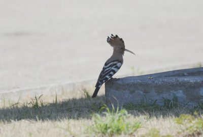DSC_1578.JPG